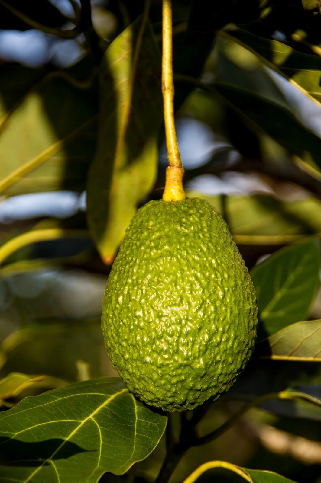 Avocado growing on the tree