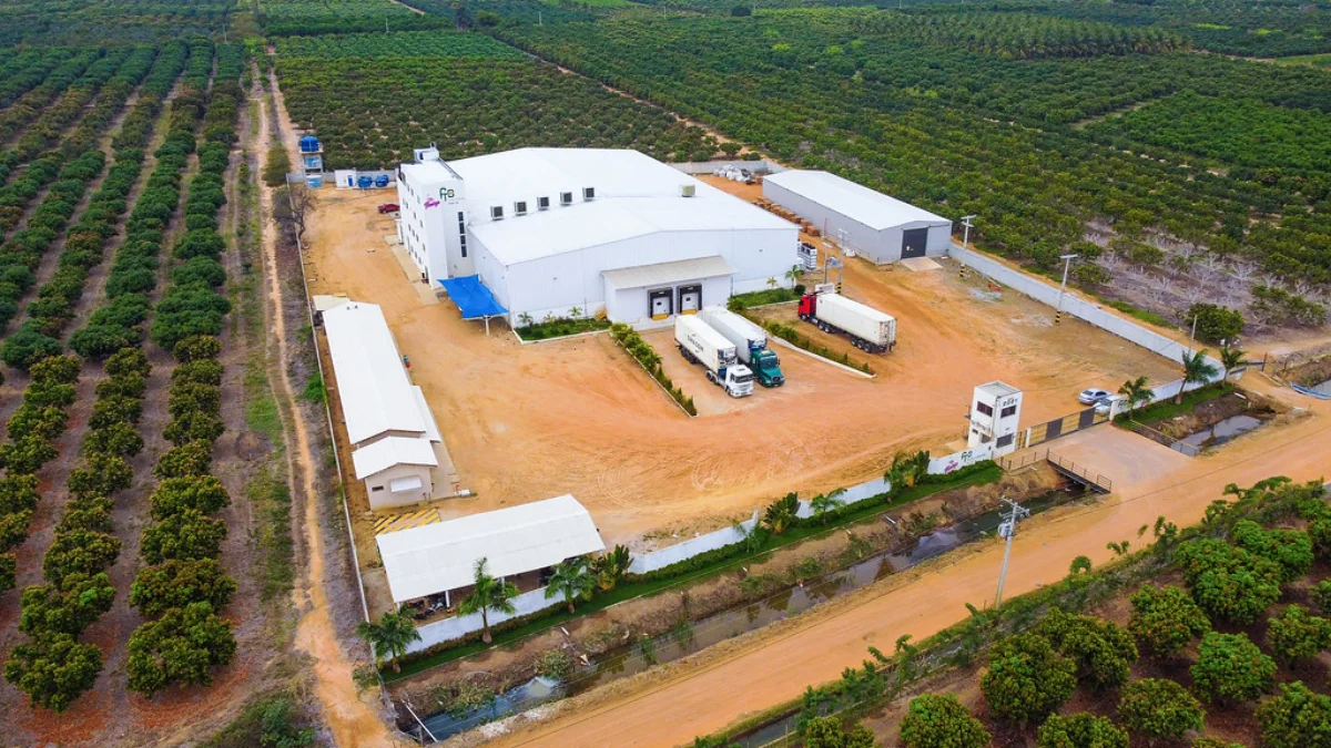 Frutos Tropicales facility among mango orchards in Brazil