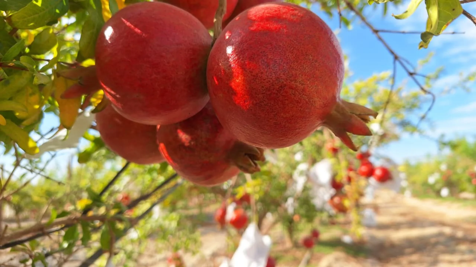 Pomegranates growing in a tropical orchard
