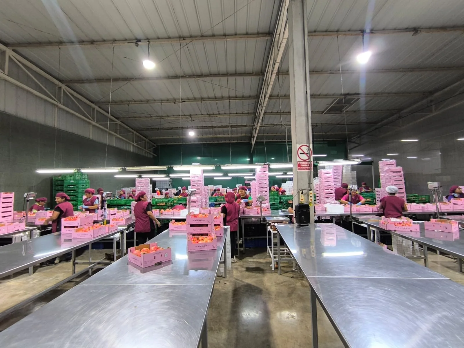 Fresh mango packing operation