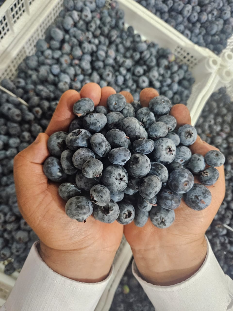 Fresh blueberries held in hands