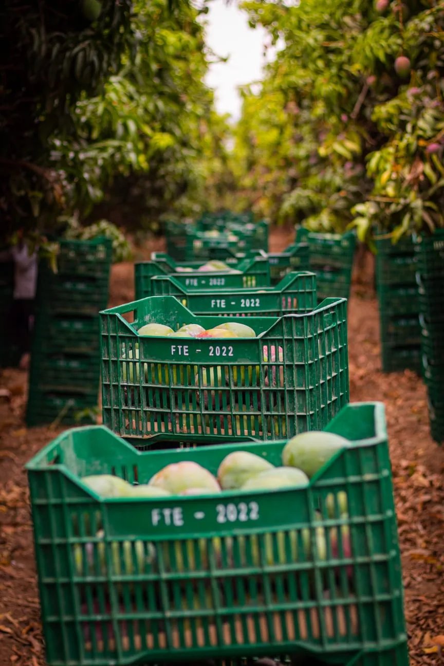 Harvested mangoes in crates in Peru
