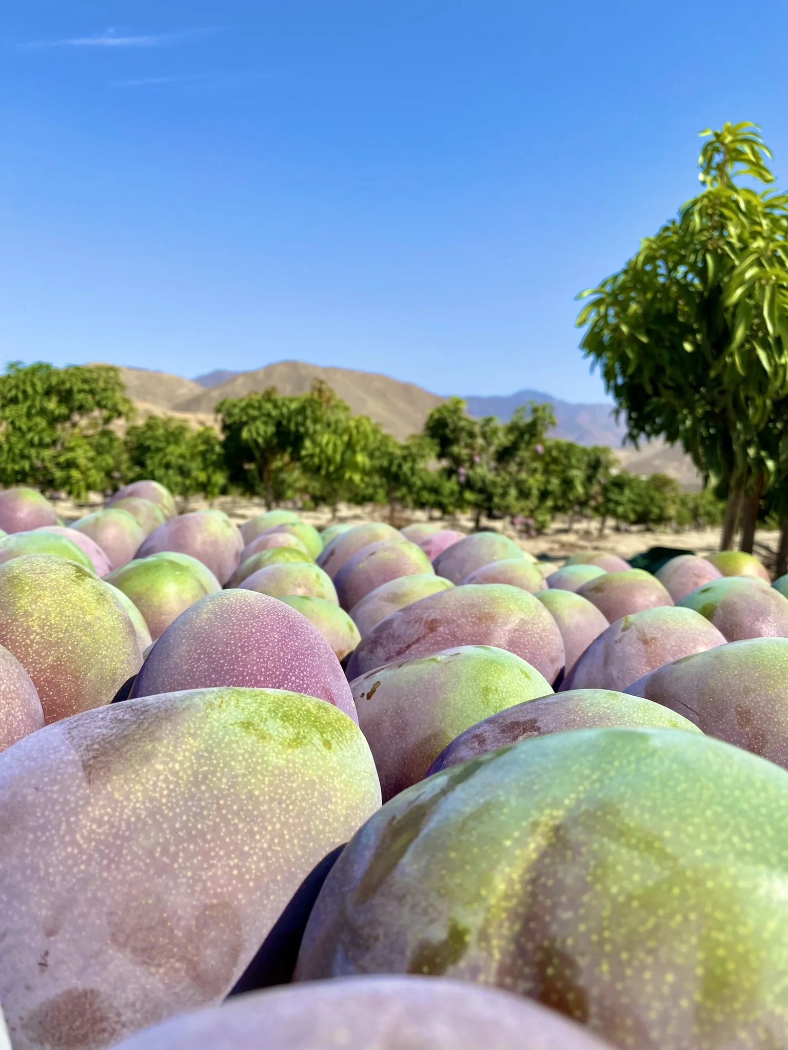 Mangoes gathered near a Peruvian orchard