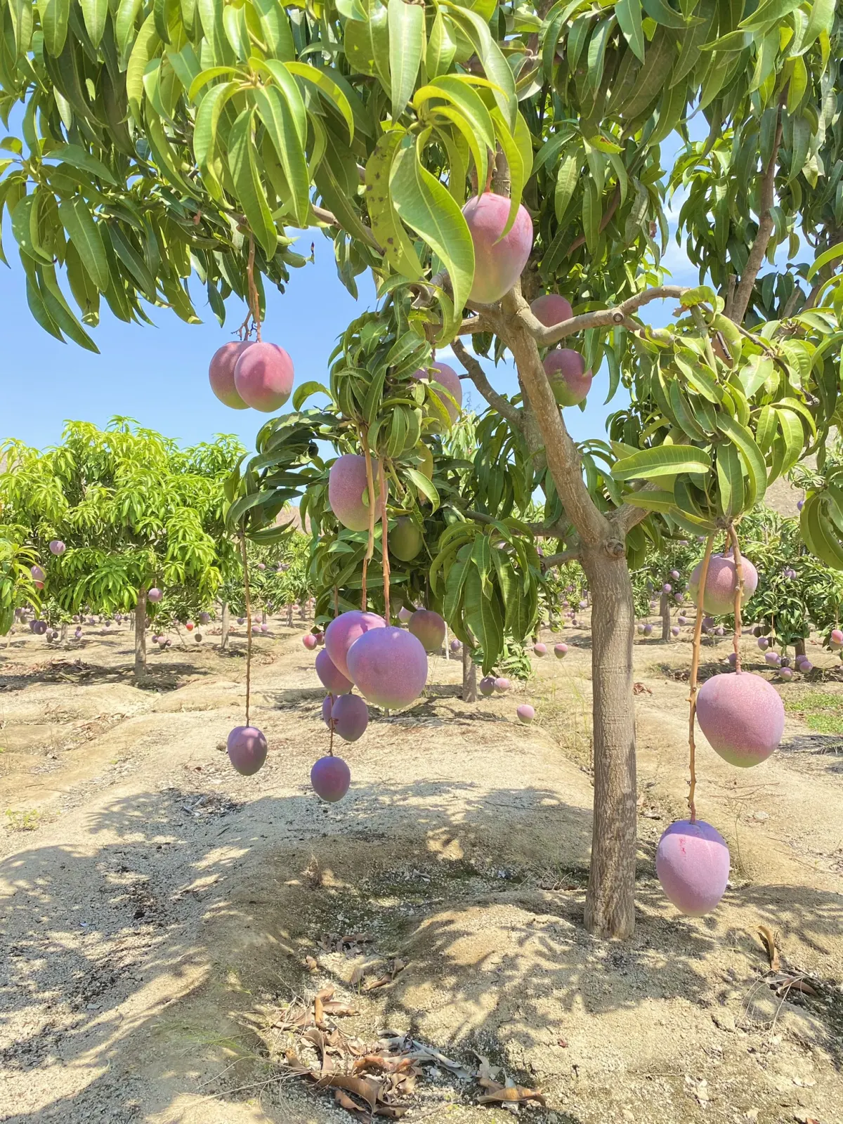 Mangoes growing on trees in Peru