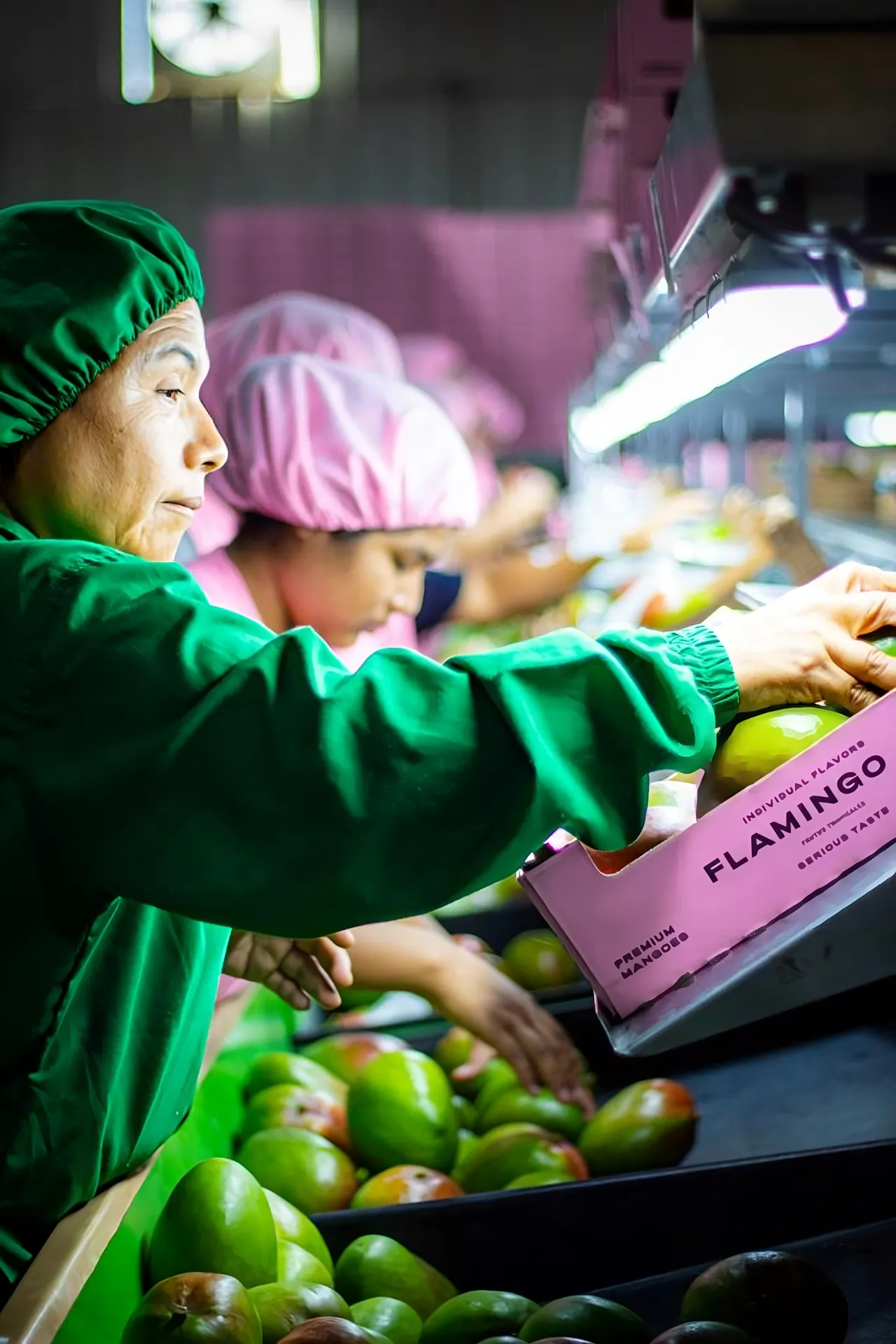 A packing team carefully arranging fresh mangoes in export boxes