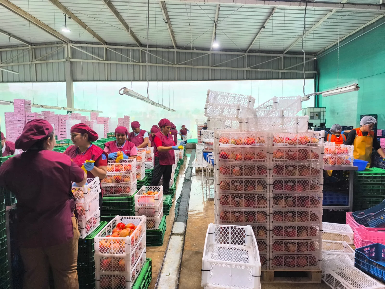 Teams sorting and packing pomegranates along the fresh production lines