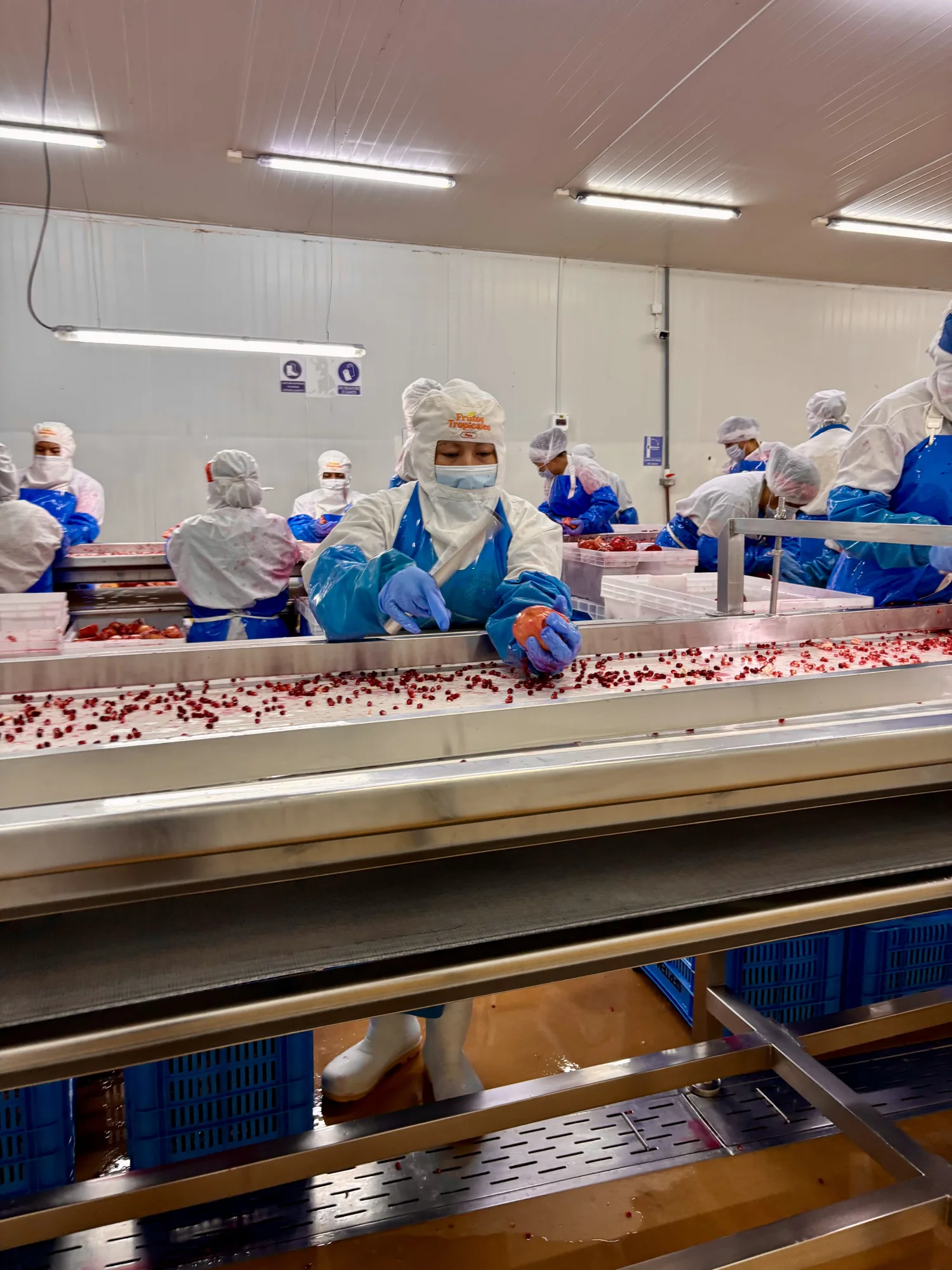 Pomegranate processing in the Peru operation
