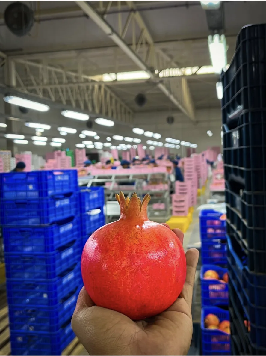 Packing facility and transport at origin in Brazil