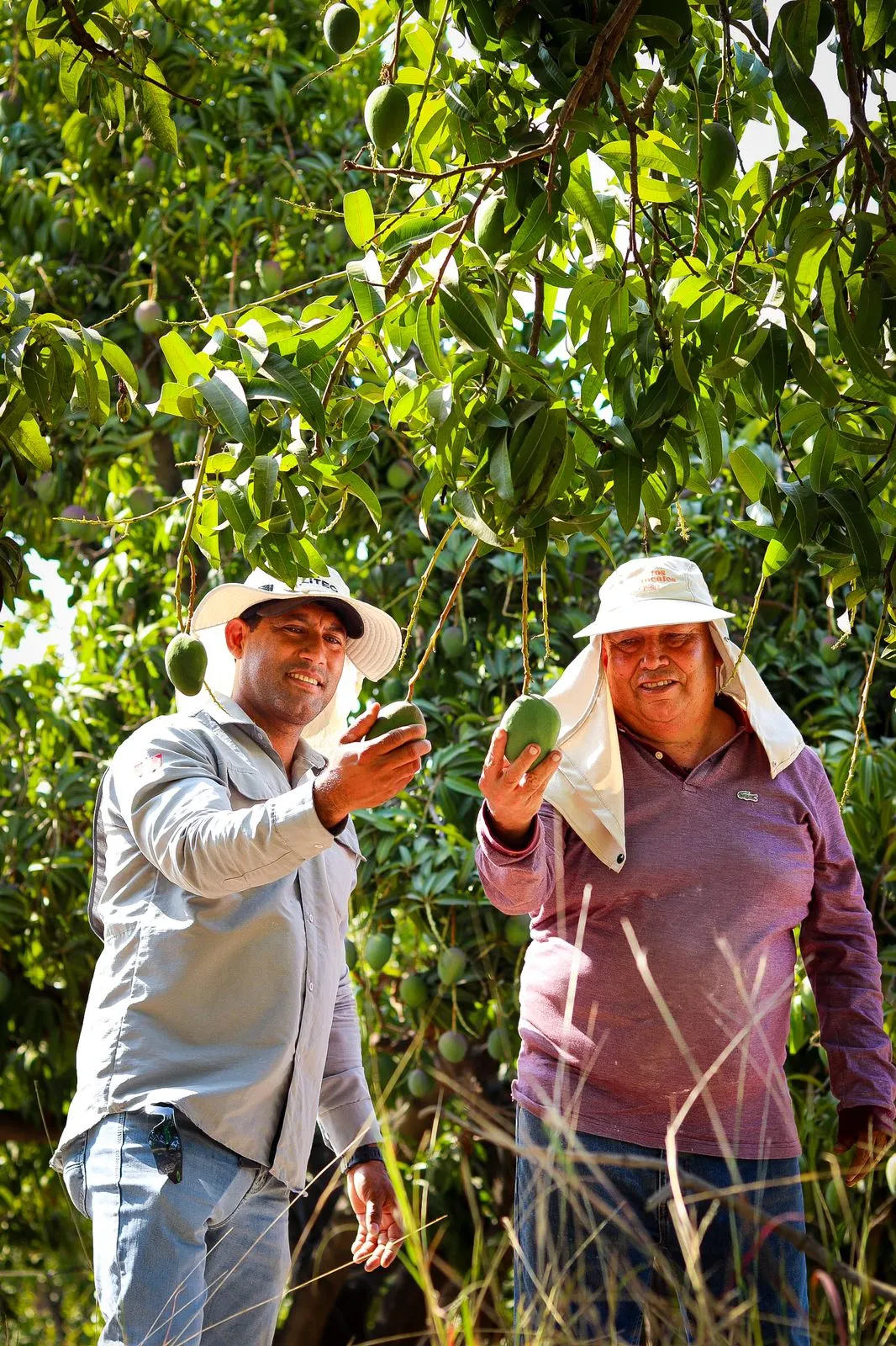 Two people inspecting mangoes in an orchard