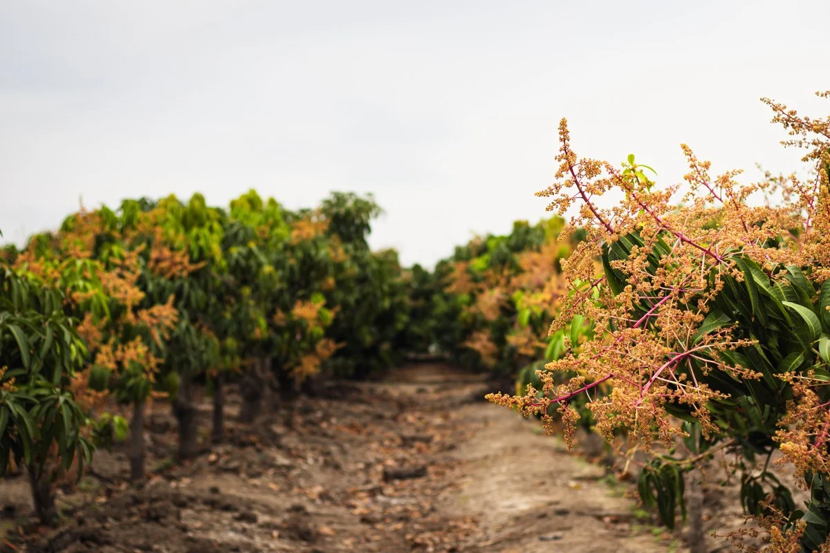 Orchard processing