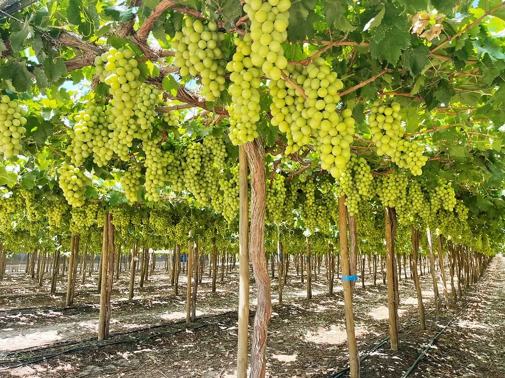Green grape clusters hanging in a vineyard