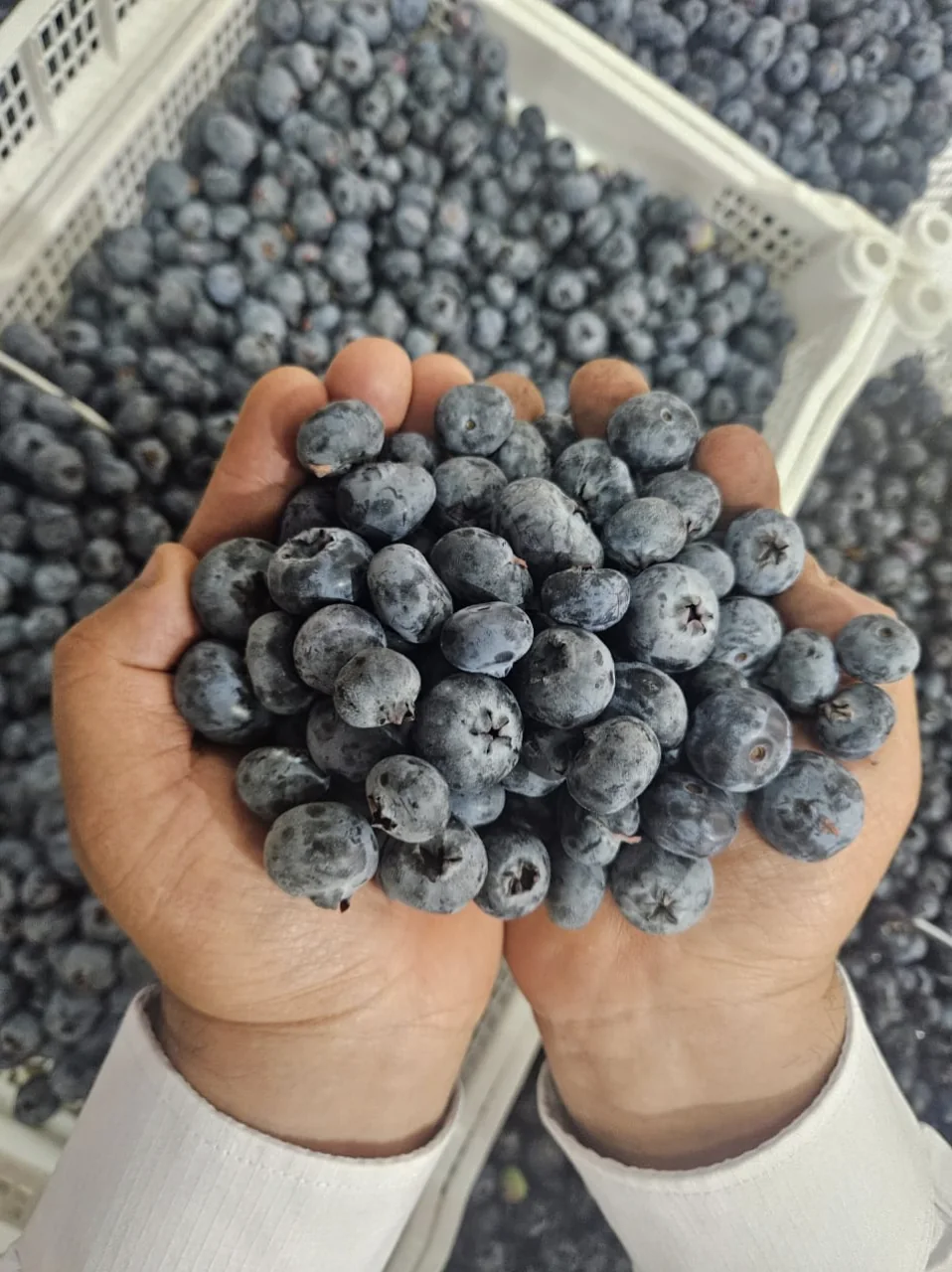 Tropical fruit growing at origin in Peru
