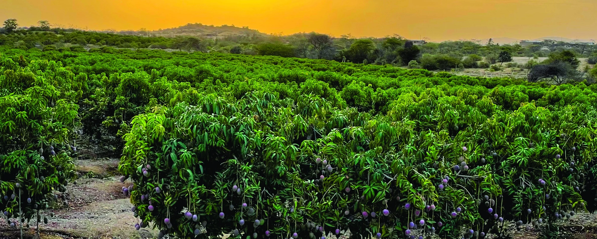 Rows of tropical fruit trees in an orchard