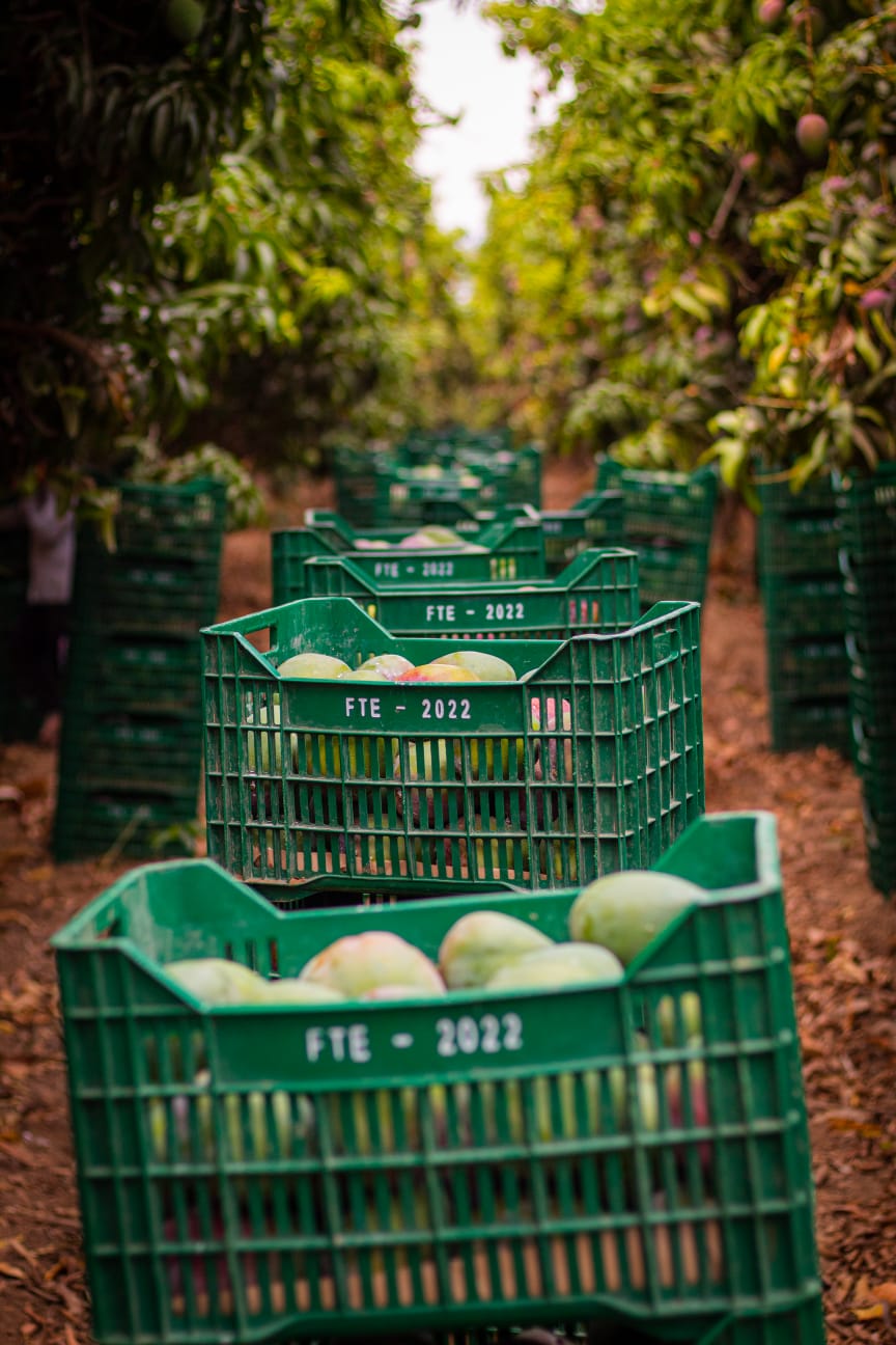 Harvested fruit in green field crates at an orchard